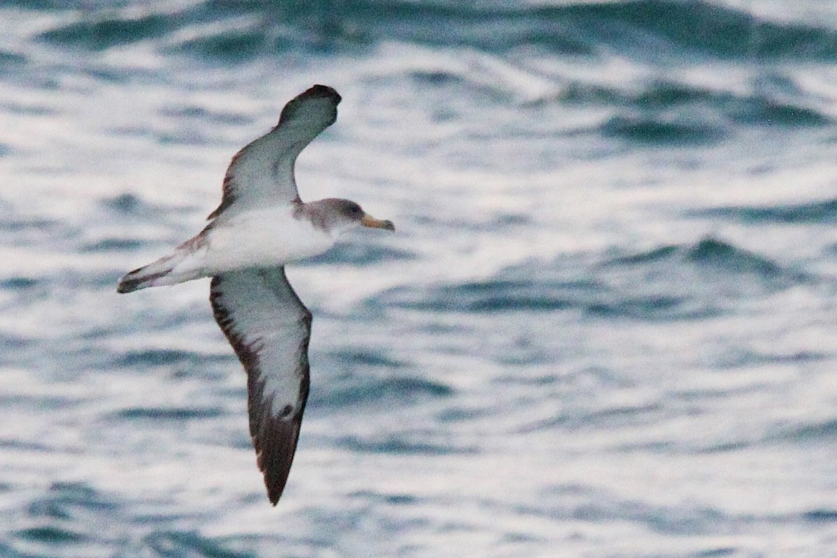 Cory's Shearwater (borealis) - ML624140396