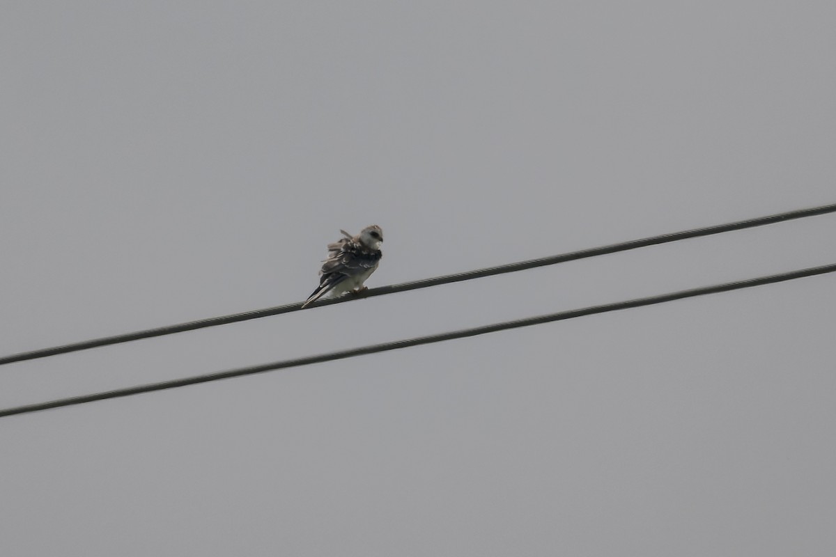 White-tailed Kite - ML624140399