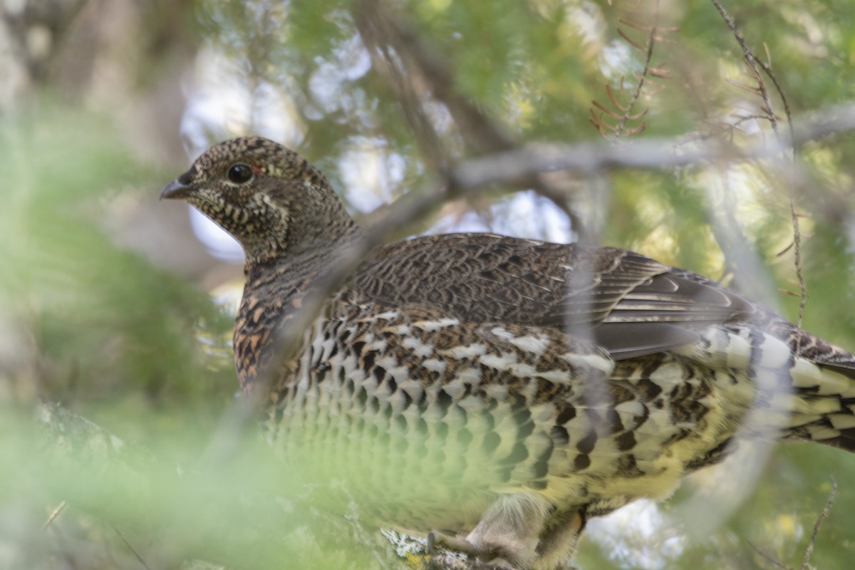 Spruce Grouse - ML624140420