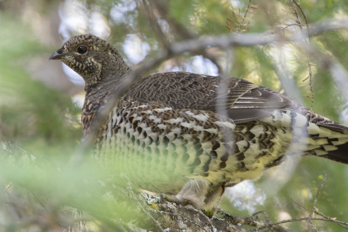 Spruce Grouse - ML624140421