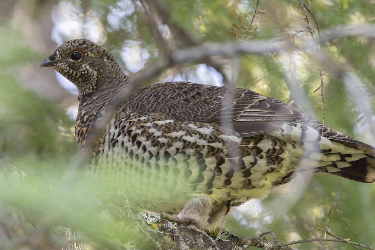 Spruce Grouse - ML624140422