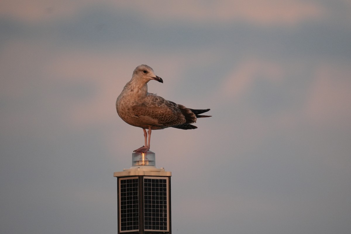 American Herring Gull - ML624140431