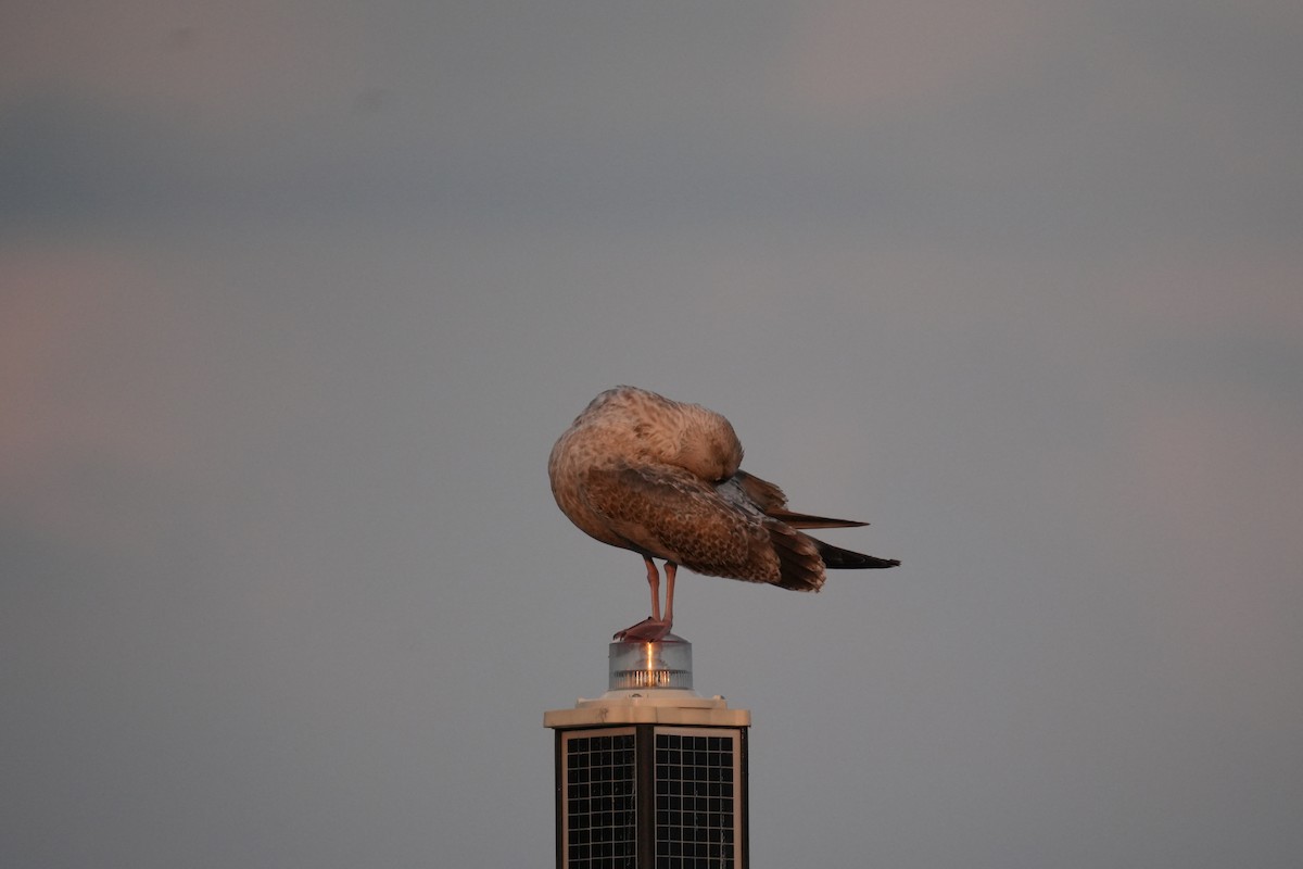 American Herring Gull - ML624140432