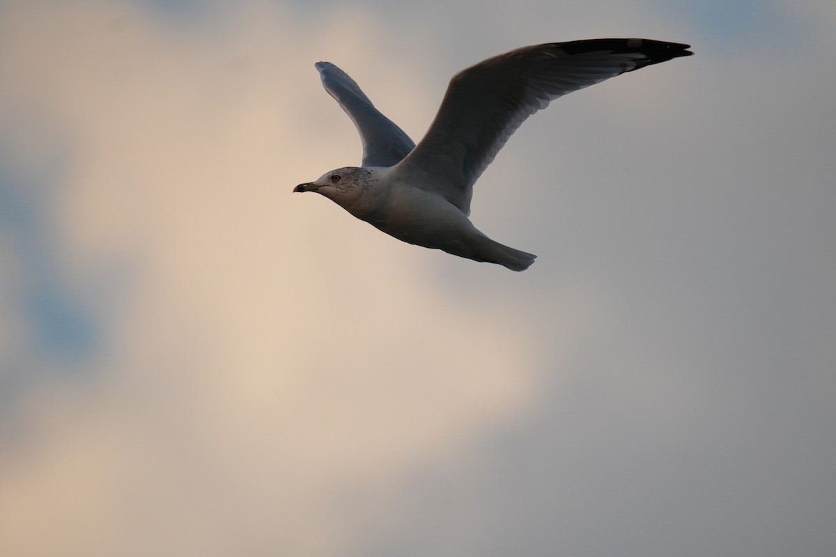 Ring-billed Gull - ML624140437