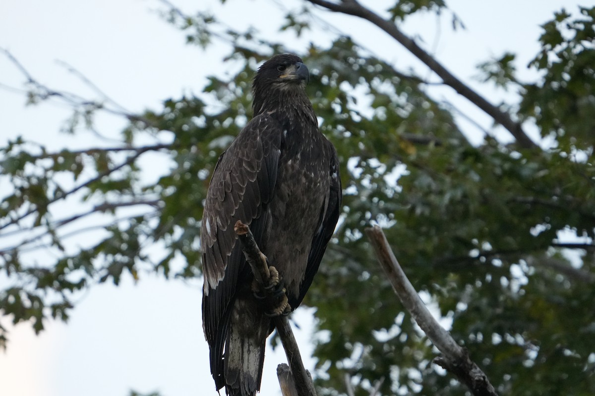 Bald Eagle - ML624140441