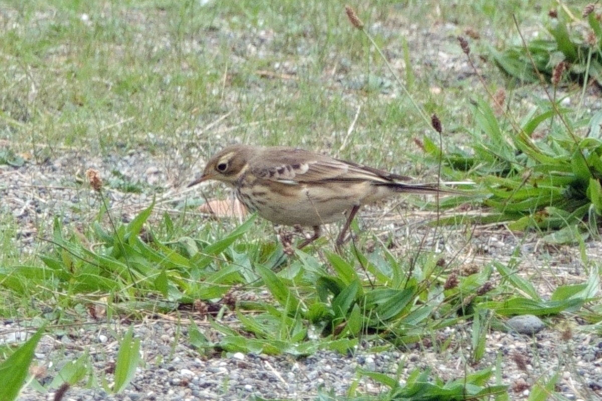 American Pipit - ML624140483