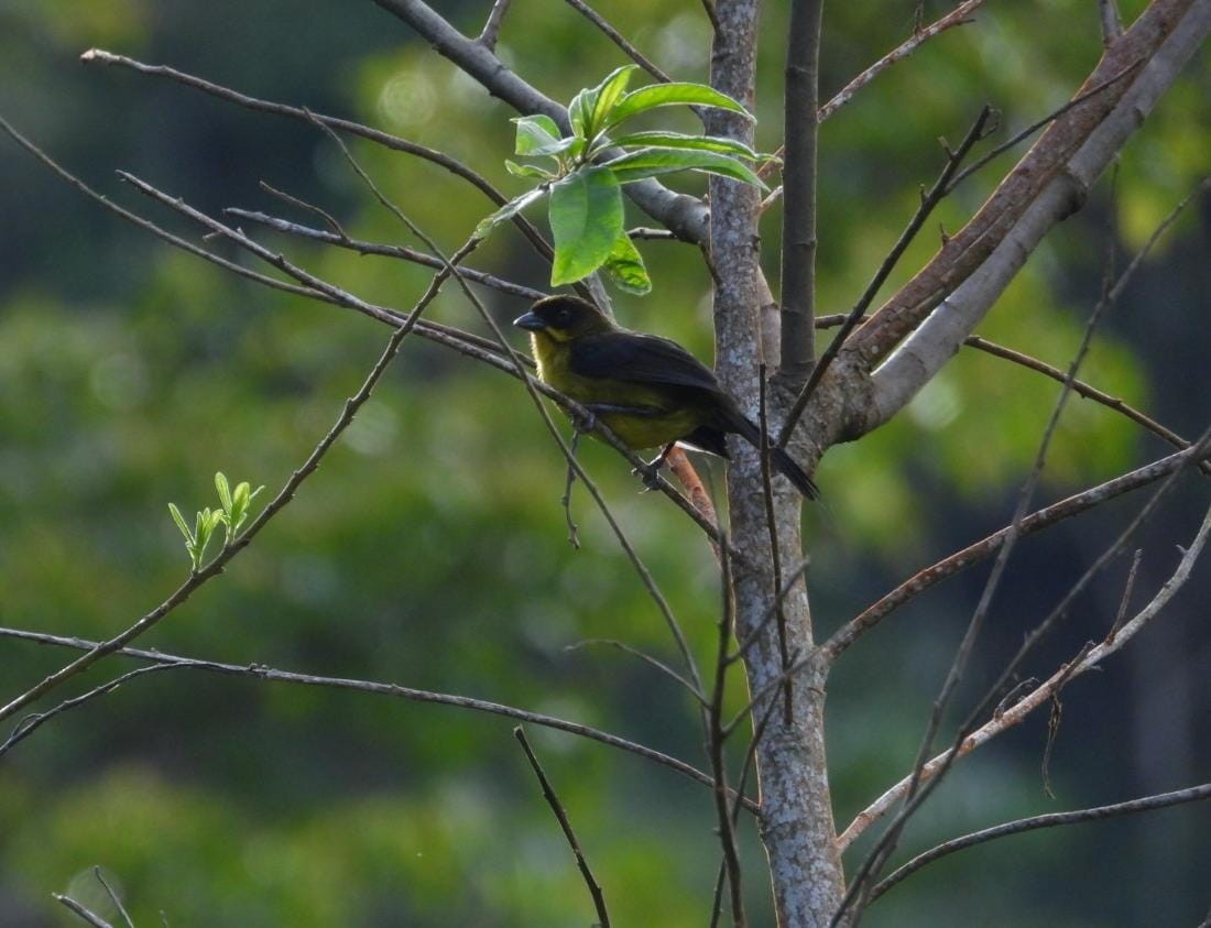 Dusky-headed Brushfinch - ML624140524