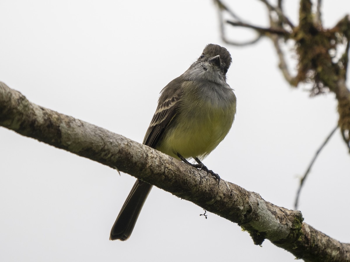 Pale-edged Flycatcher - Steven Hunter