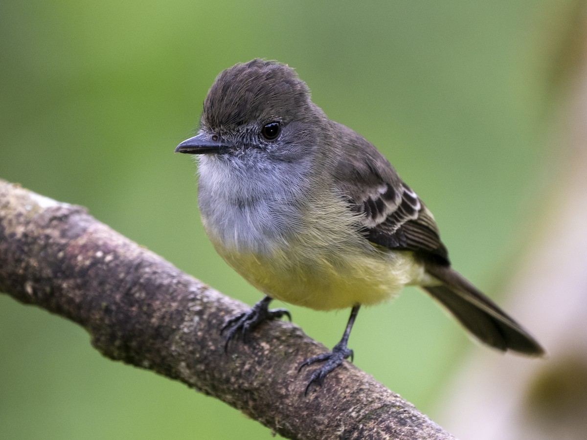 Pale-edged Flycatcher - ML624140539