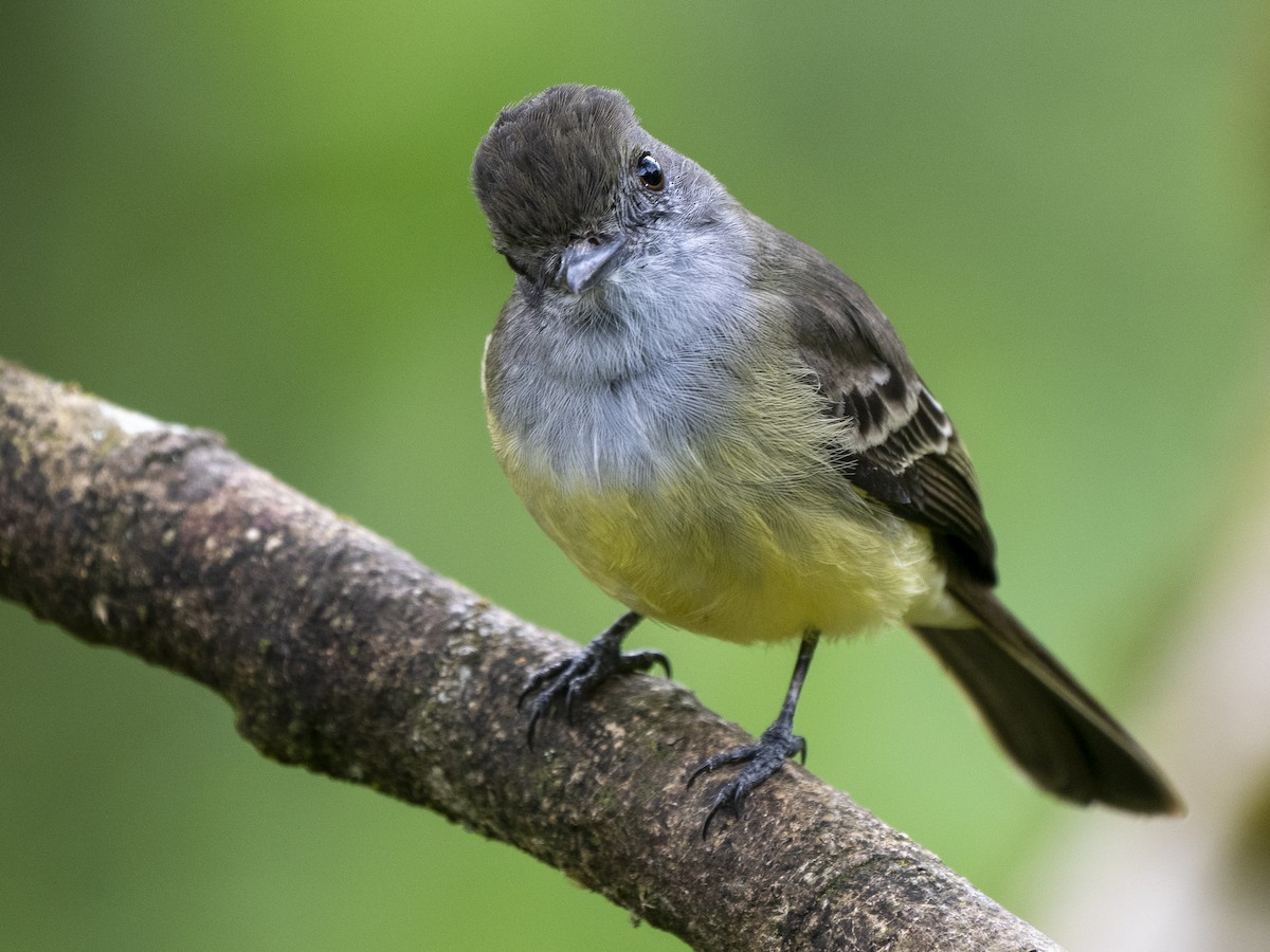 Pale-edged Flycatcher - ML624140542