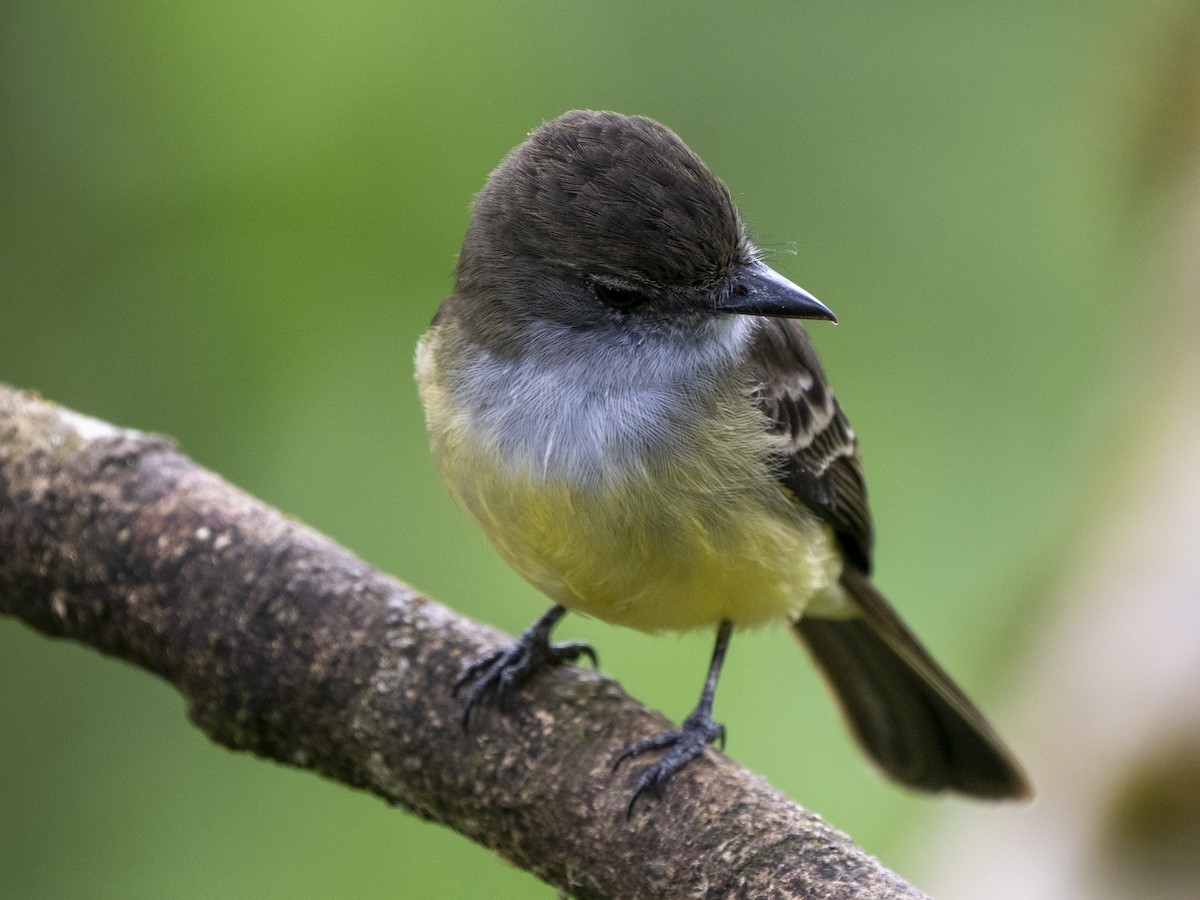 Pale-edged Flycatcher - ML624140543