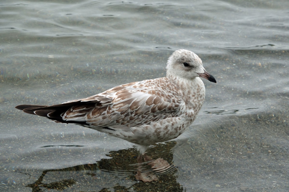 Ring-billed Gull - ML624140548