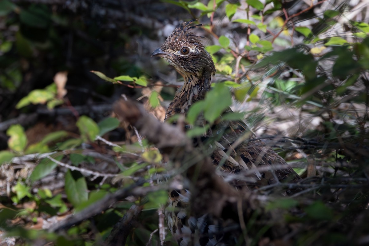 Ruffed Grouse - ML624140574