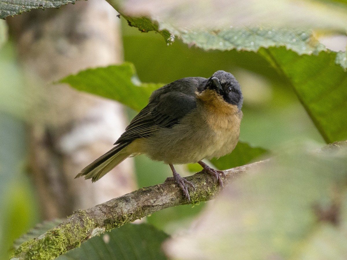 Fawn-breasted Tanager - ML624140586