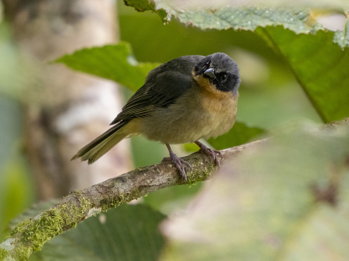 Fawn-breasted Tanager - ML624140588