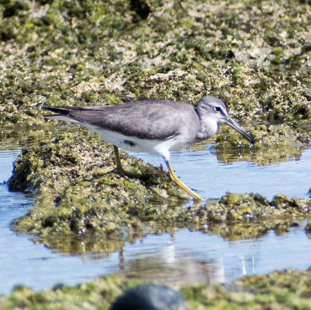 Gray-tailed Tattler - ML624140629