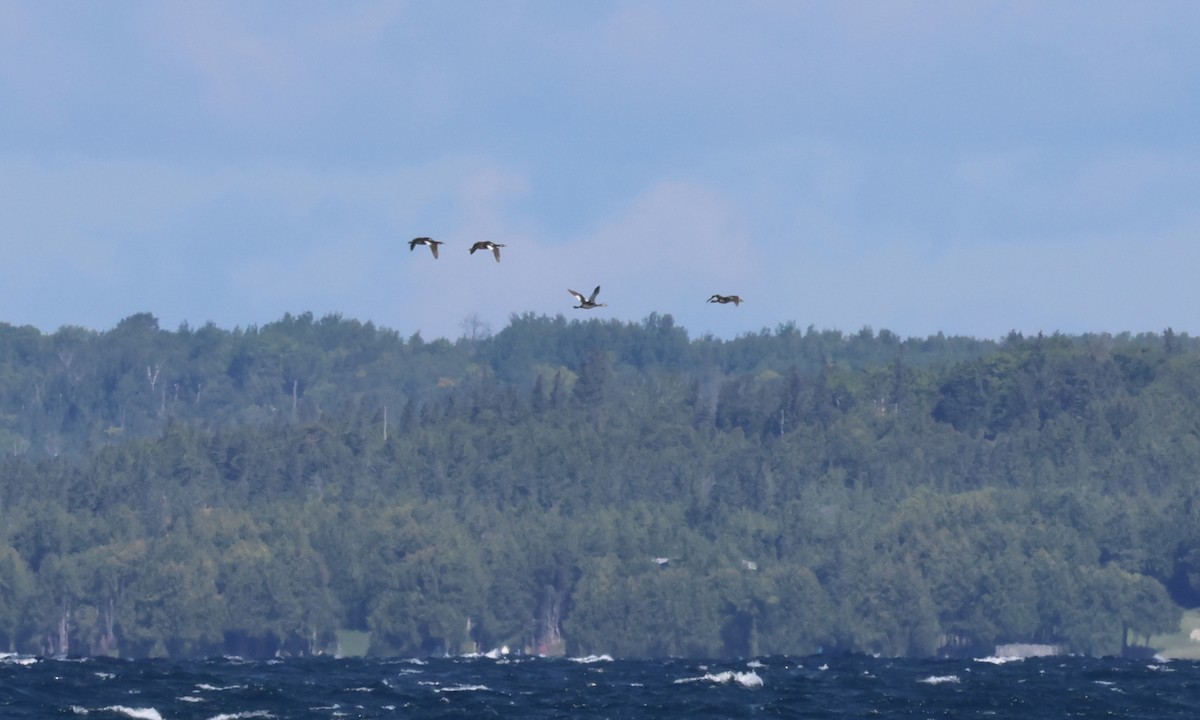 Red-necked Grebe - ML624140657