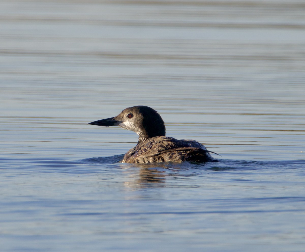 Common Loon - Jordan Juzdowski