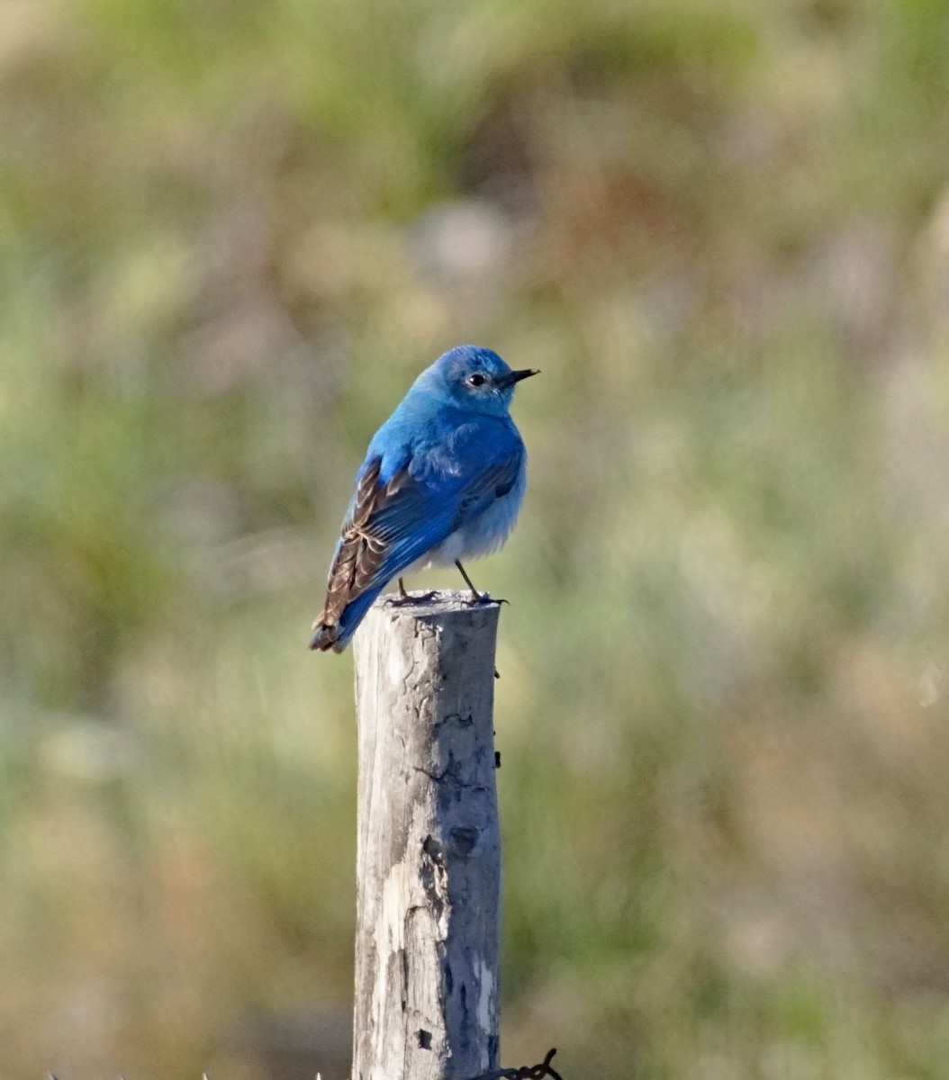 Mountain Bluebird - ML624140664