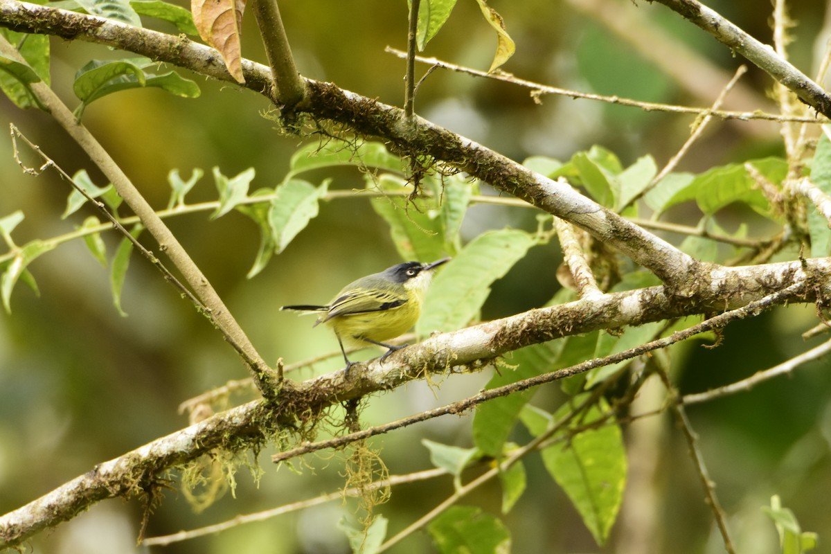 Common Tody-Flycatcher - ML624140666