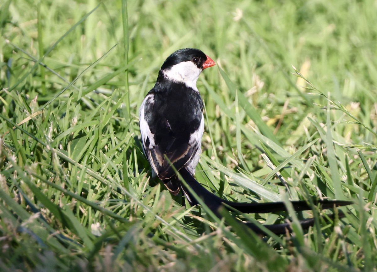 Pin-tailed Whydah - Carolyn Thiele