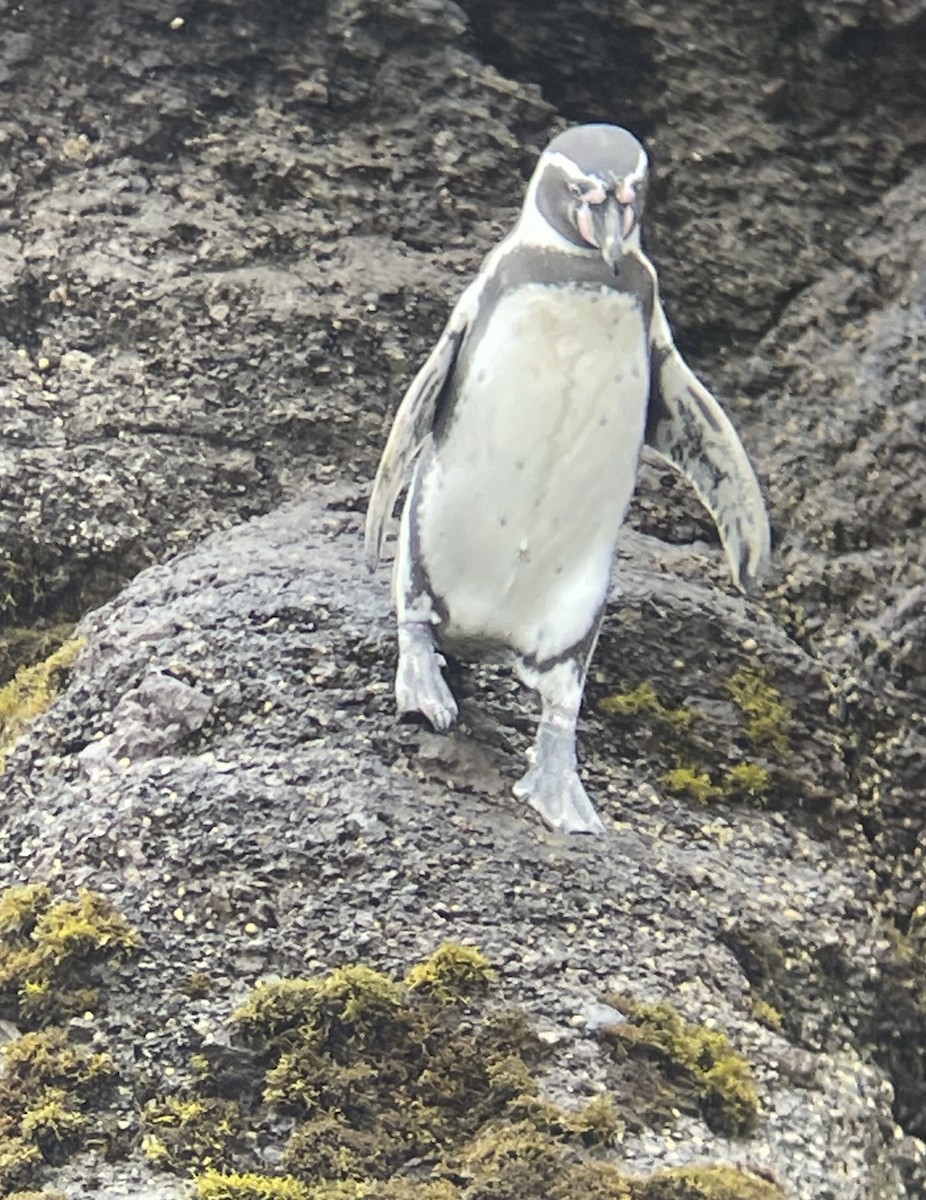 Humboldt Penguin - ML624140758