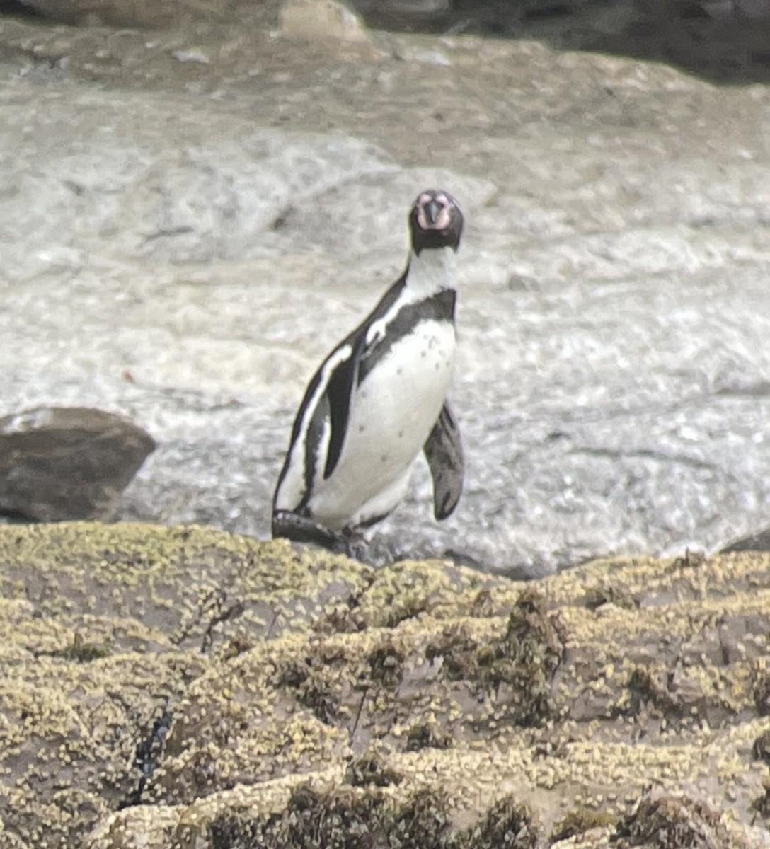 Humboldt Penguin - ML624140759