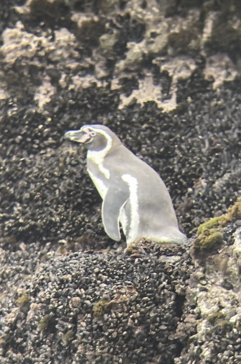 Humboldt Penguin - ML624140761