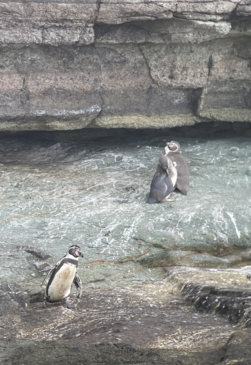 Humboldt Penguin - ML624140762