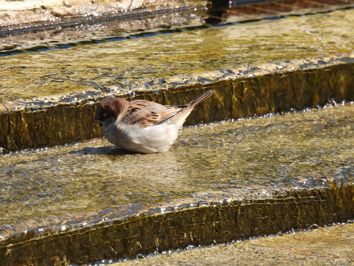 House Sparrow - María Eugenia Paredes Sánchez