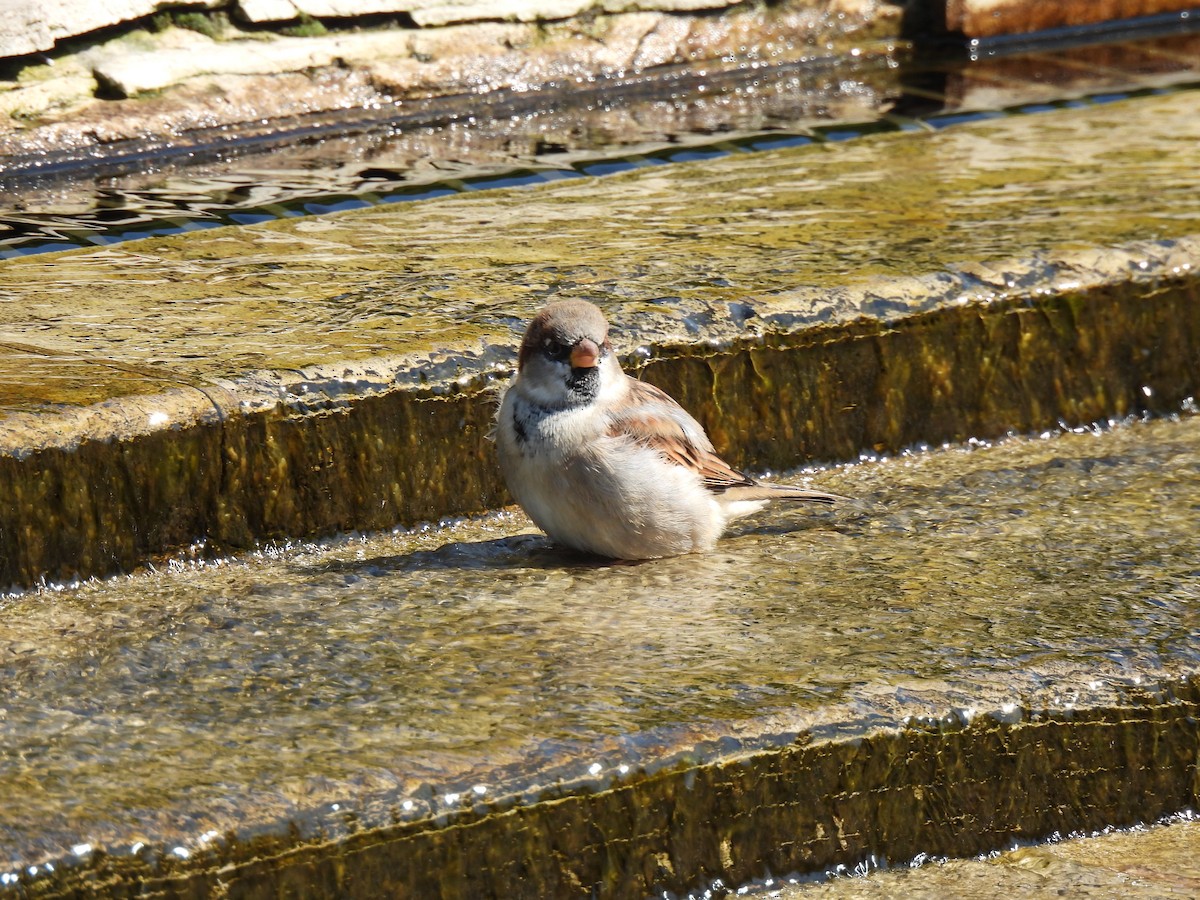 Moineau domestique - ML624140768