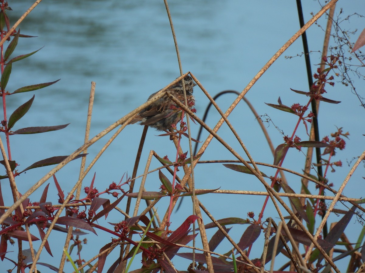 Moineau domestique - ML624140773