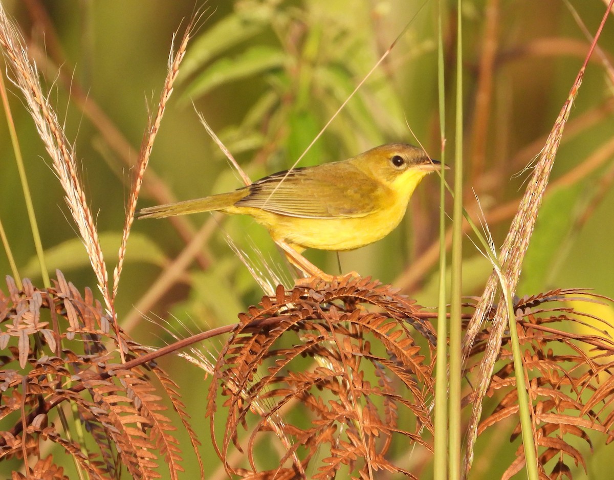 Masked Yellowthroat - Manuel Pérez R.