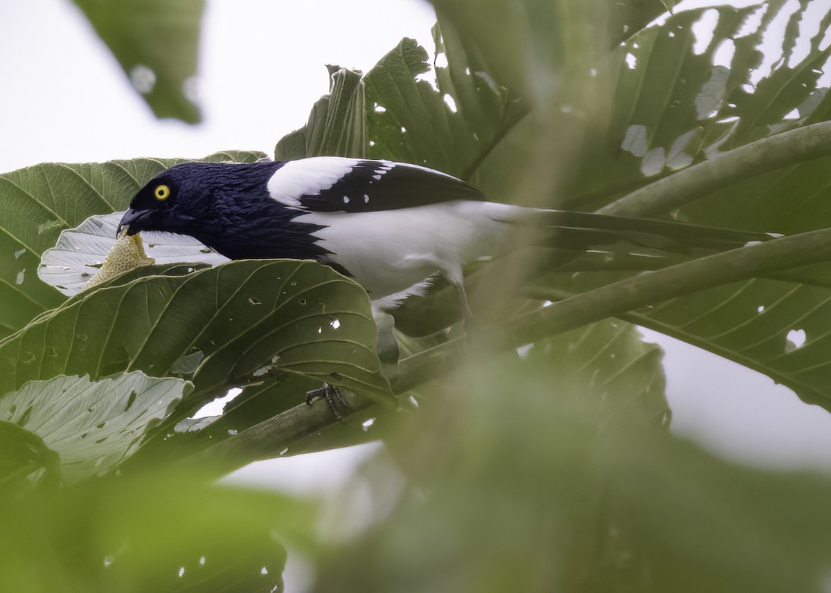 Magpie Tanager - ML624140788