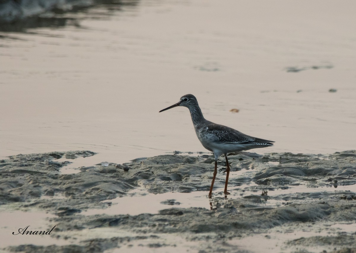 Common Redshank - ML624140789