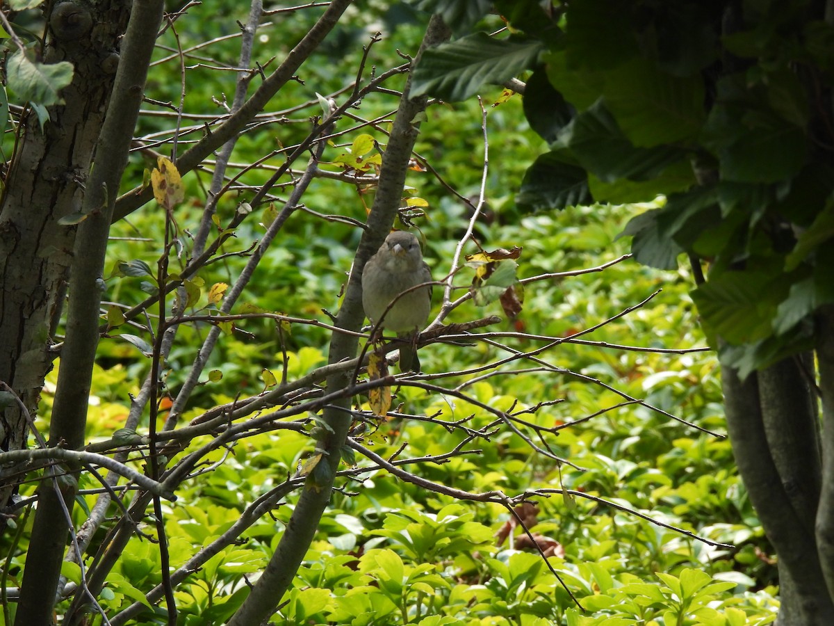 Moineau domestique - ML624140791