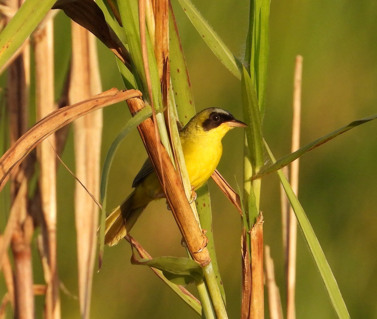 Masked Yellowthroat - ML624140800