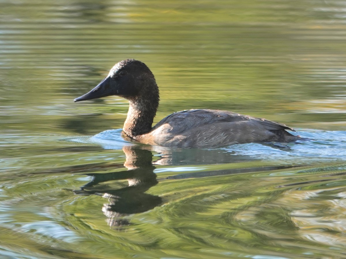 Canvasback - Liz Soria