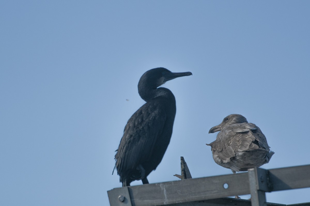 Brandt's Cormorant - ML624140814