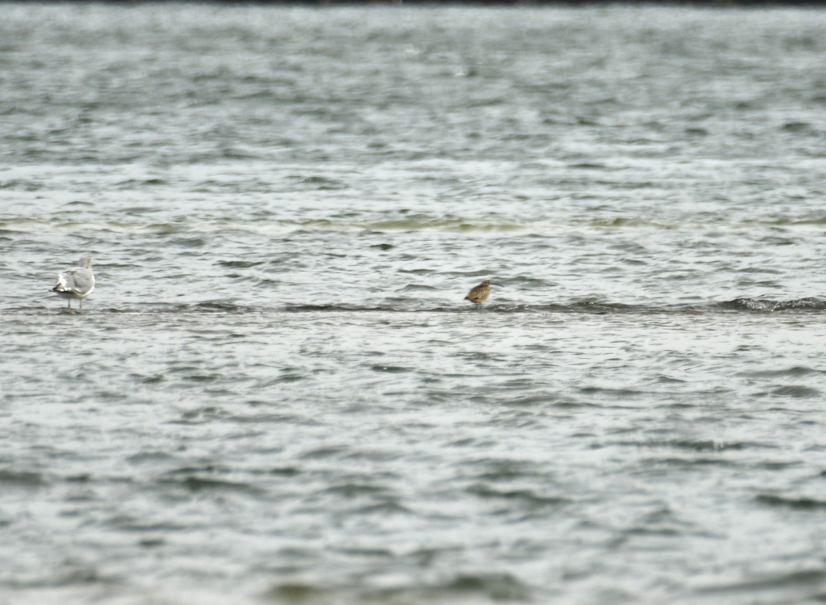 Whimbrel - Alissa Milillo