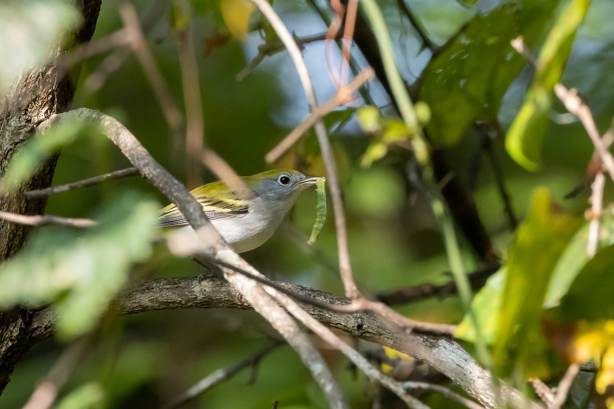 Chestnut-sided Warbler - ML624140837