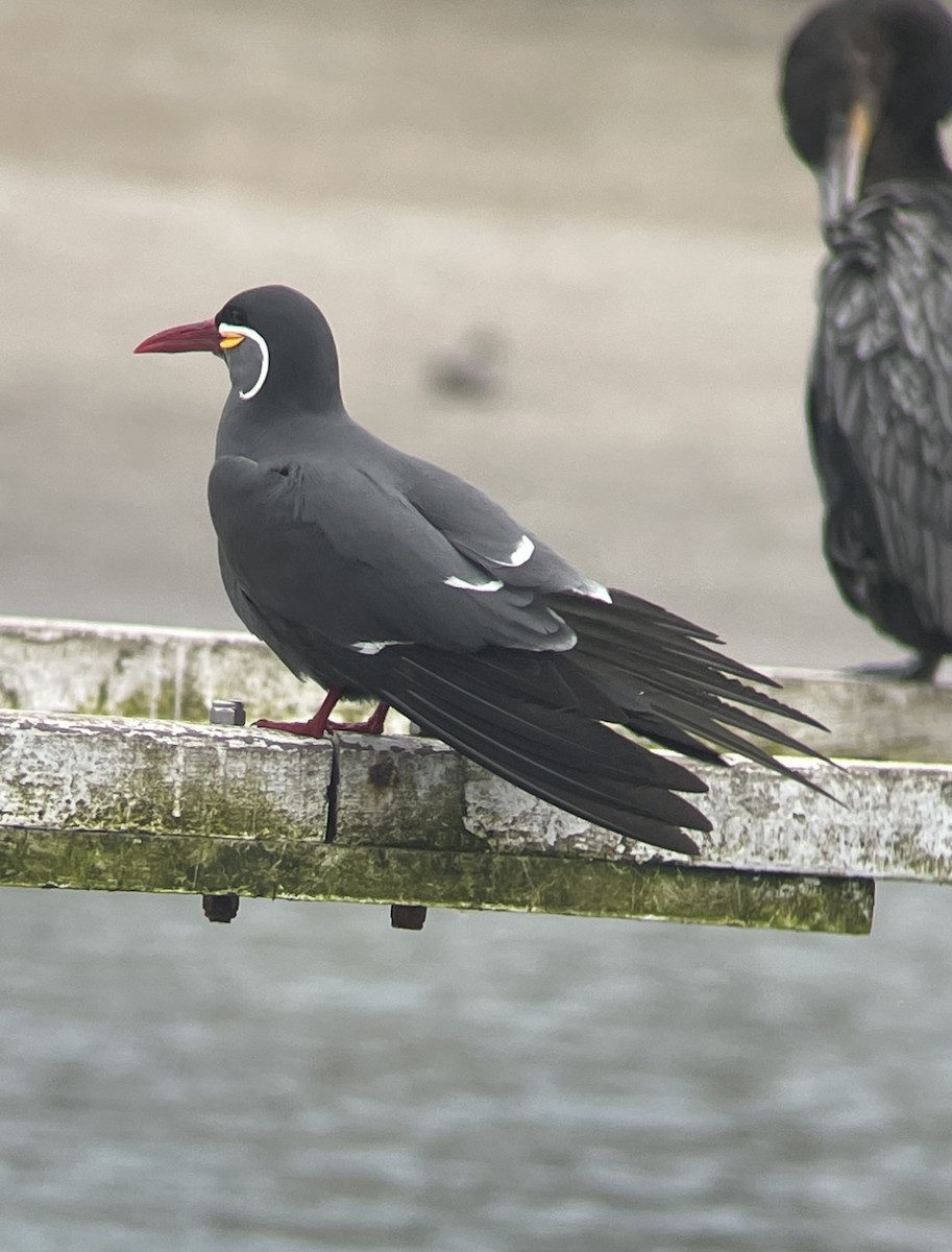 Inca Tern - Anonymous