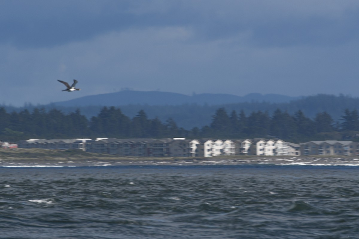 Pacific Loon - ML624140841