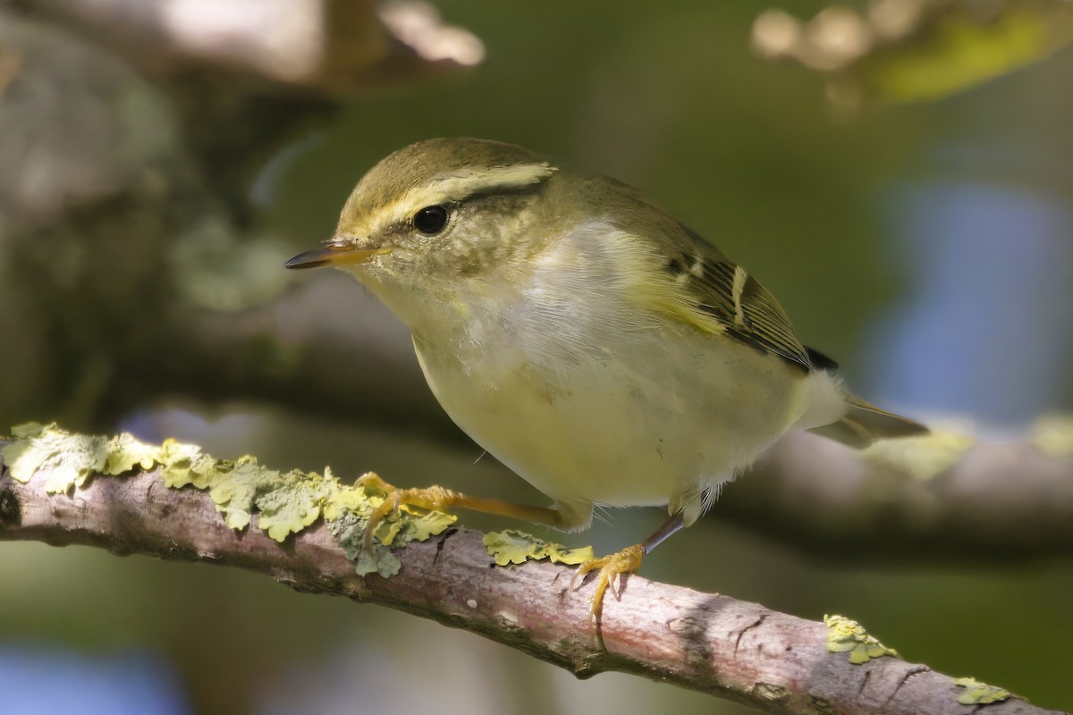 Mosquitero Bilistado - ML624140845