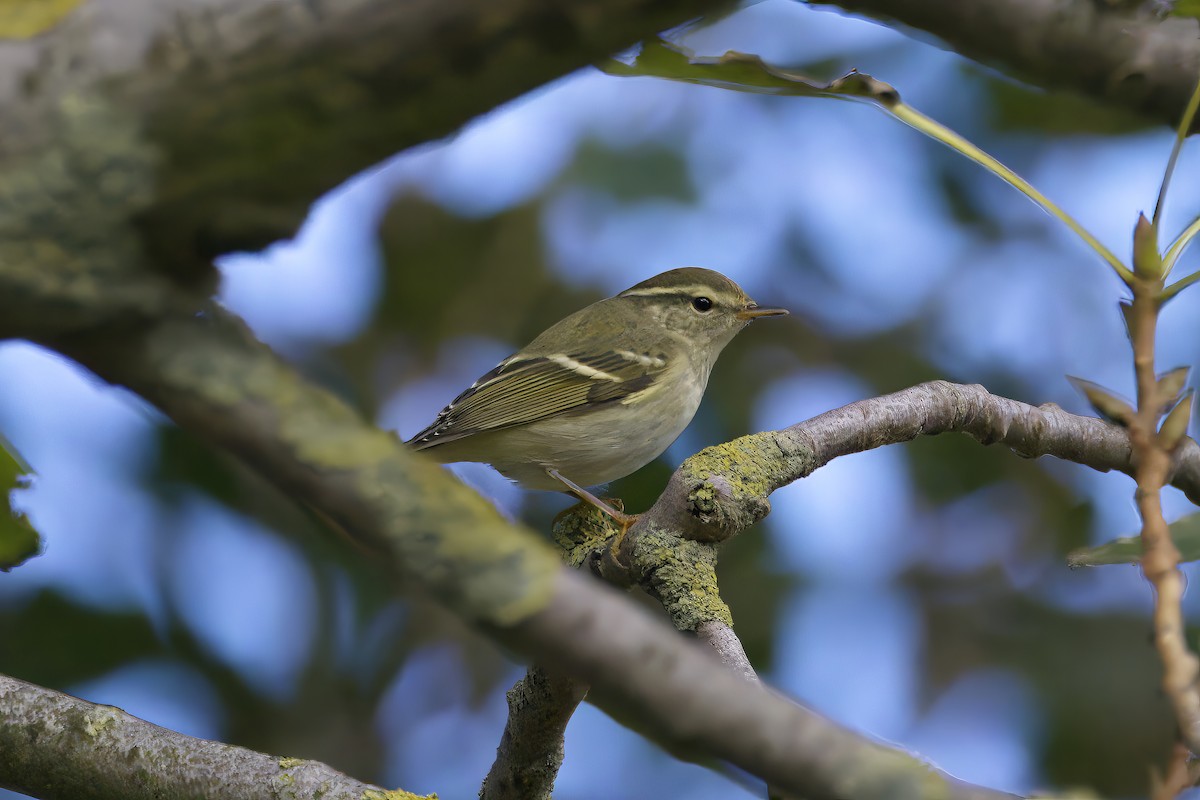 Mosquitero Bilistado - ML624140846