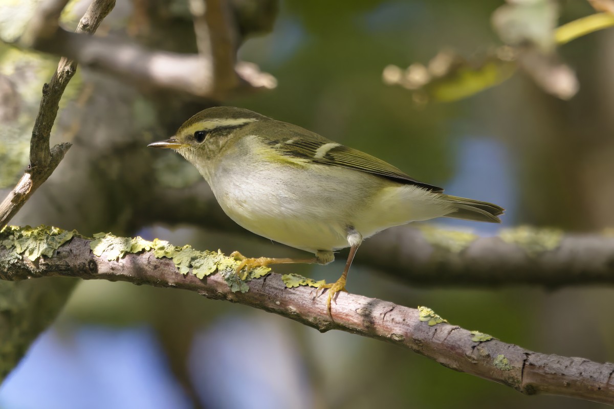 Mosquitero Bilistado - ML624140847