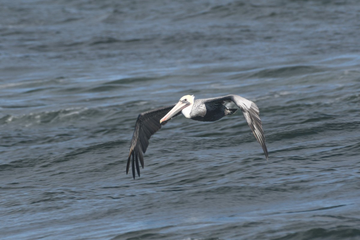 Brown Pelican - ML624140853