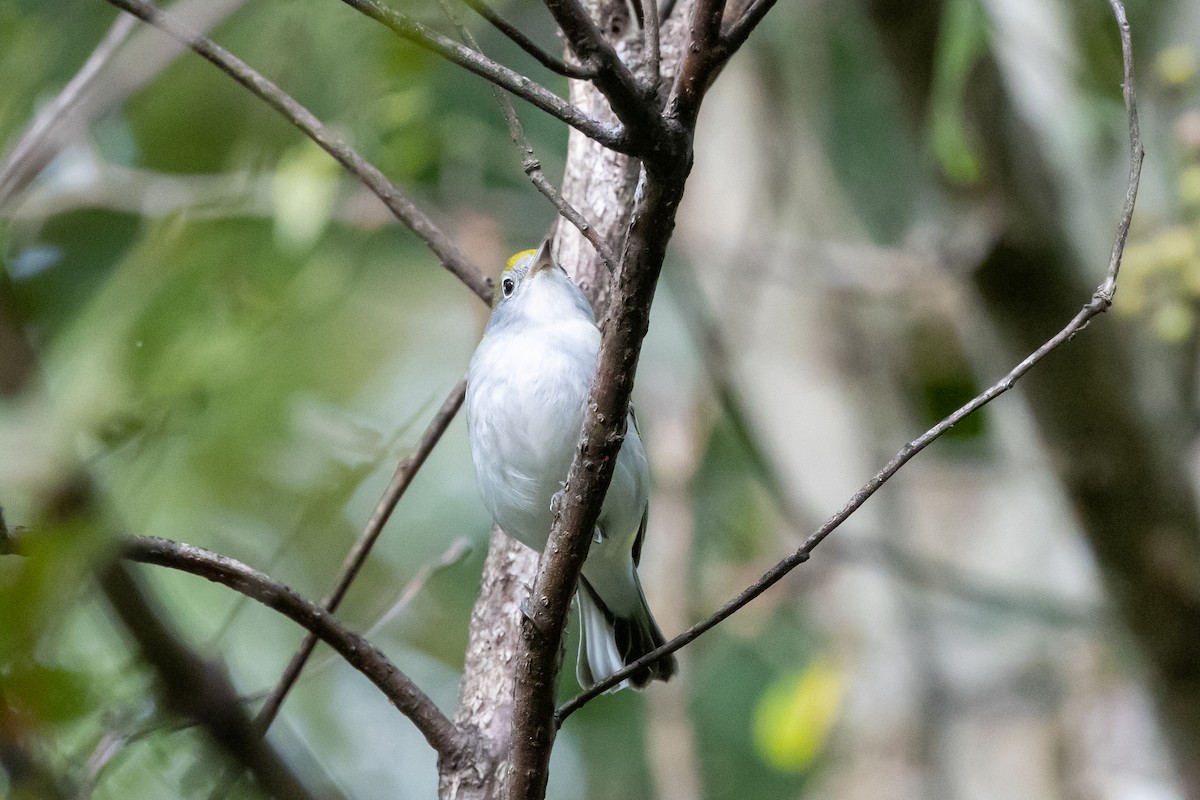 Chestnut-sided Warbler - ML624140854