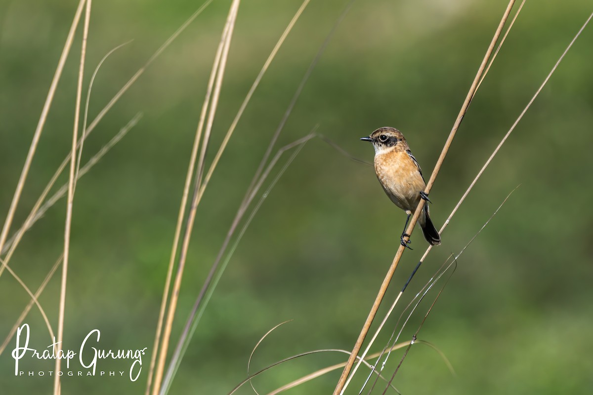 Siberian Stonechat - Pratap Gurung