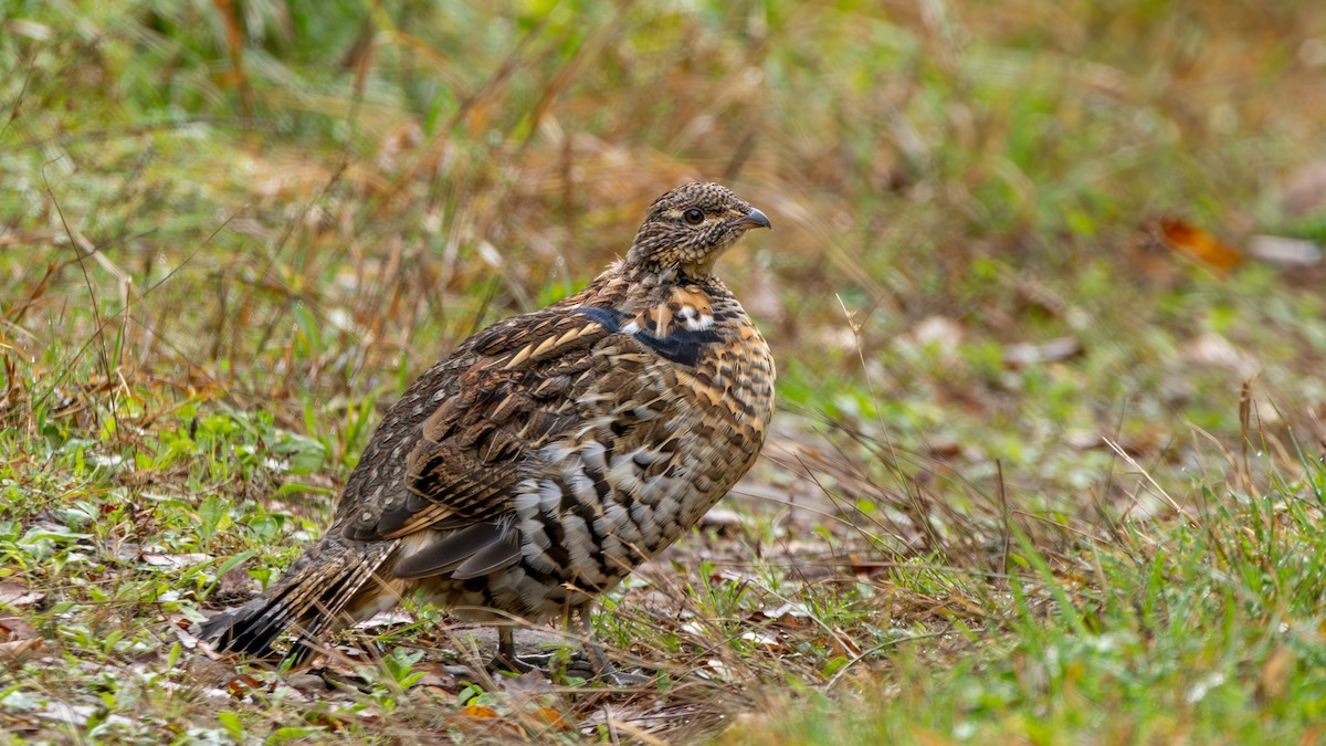 Ruffed Grouse - ML624140862